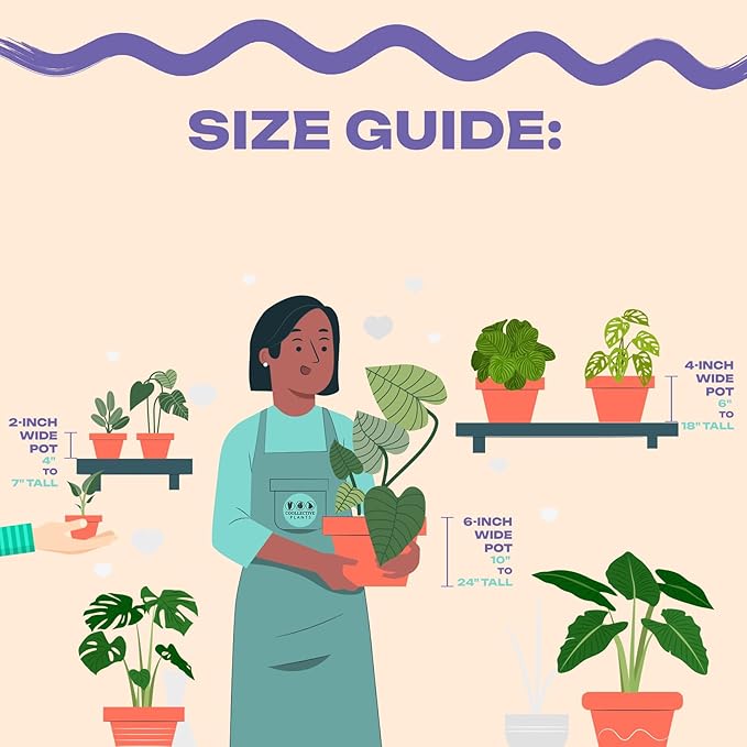 CoollectivePlants Stromanthe Triostar - Live Plant in 6″ Grower’s Pot, Stromanthe Triostar Live Plant, Easy Indoor House Plants, Low Maintenance Houseplant (6″ Wide Pot)