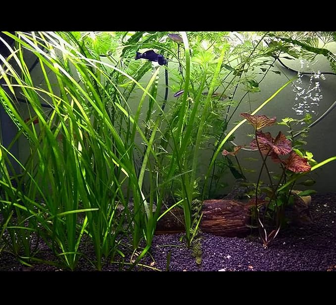 Live Jungle Vallisneria American Val Plant - Provides Canopy on Tank Top & Shelter to Baby Fish - Fast Growth, Long Lasting & Easy to Care Aquatic Plants - 6 Plants - Green