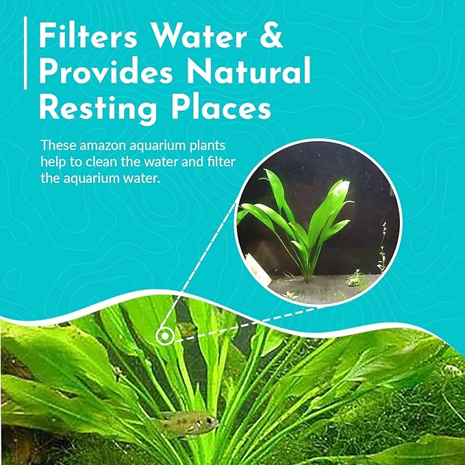 Live Aquarium Amazon Sword Echinodorus Bleheri Plant - Natural Cleaning Filter for Water - Long Lasting & Easy to Maintain Aquatic Plants - Suitable for Winter & Summer - Small