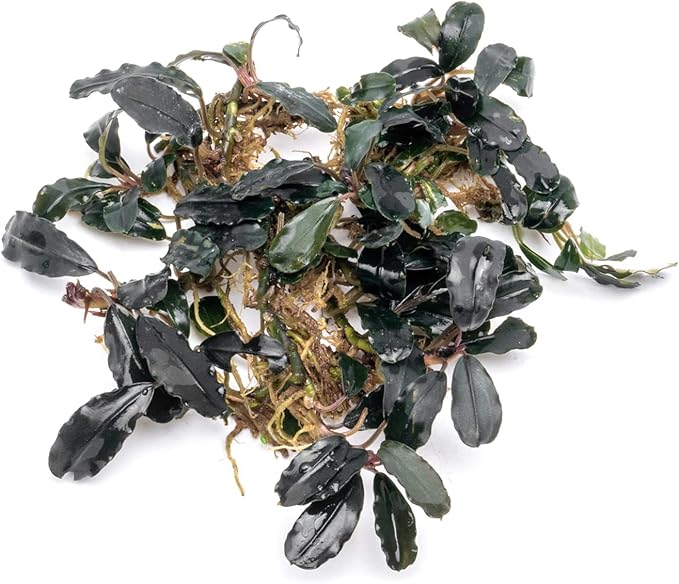 SubstrateSource Bucephalandra Deep Purple Live Aquarium Plant - Natural Freshwater Fish Tank Decorations and Aquatic Decor (Plant Clump (3 Plants))