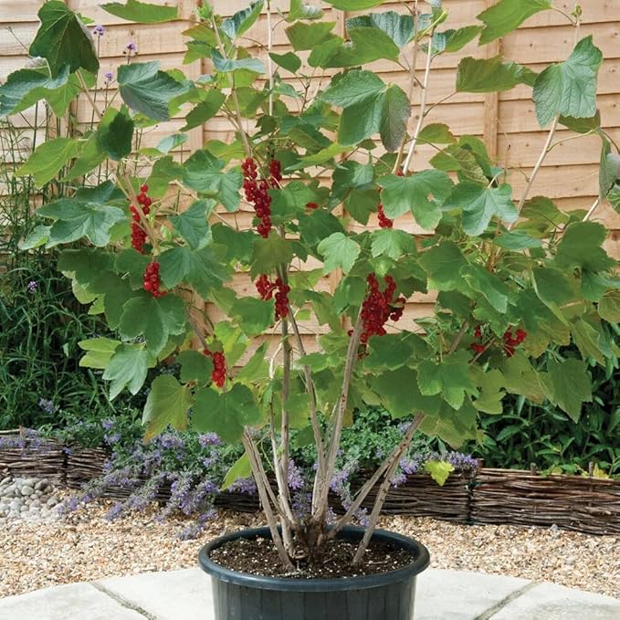 Gardenera Premium Currant Plant Potting Soil Mix - Optimal Nutrient-Rich Blend for Thriving and Juicy Currants - 20 Quart