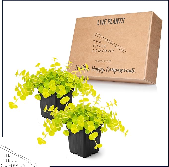 Creeping Jenny Live Plant (Lysimachia nummularia) - 2 Plants Per Pack - Healthy Trailing Perennial - Beautiful Accent Plant - 6" Tall by 4" Wide in 1 Pt Pot
