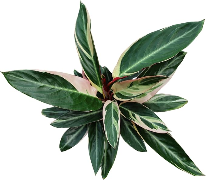 CoollectivePlants Stromanthe Triostar – Live Plant in 6″ Growers Pot, Easy Care Indoor Plant, Low Maintenance Houseplant, Rare House Plants Live