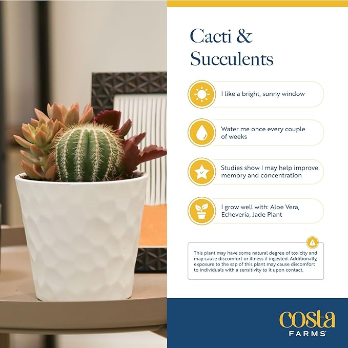 Costa Farms Succulent Plant, Live Indoor Plant Mini Succulent in Cute Decor Plant Pot, Potting Soil Mix, Grower's Choice, Room Decor, Housewarming Gift, 2-Inches Tall