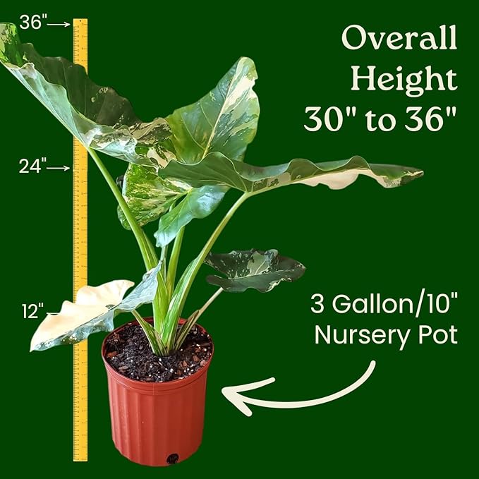 Tropical Plants of Florida Variegated Alocasia Macrorrhiza – 3 Gallon Live Plant, 30–36” Tall, Rare Variegated Elephant Ear (Alocasia Appaloosa Gold), Large Tropical Indoor/Outdoor Houseplant