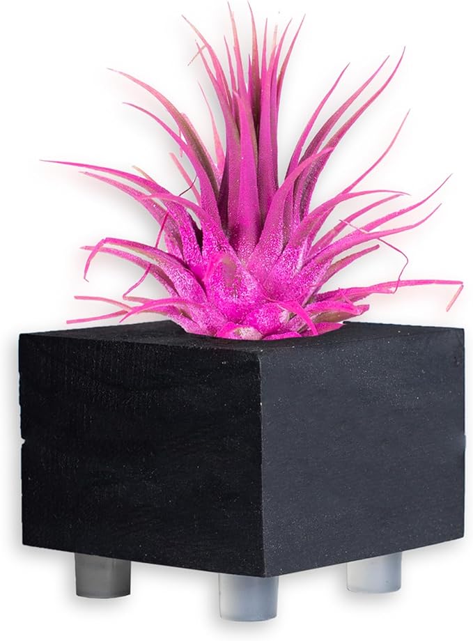Air Plants - Tillandsia Ionantha - Organically Enhanced Color - Live Arrival Guaranteed - House Plants for Home Decor & Gift (Rose_Pink_1pk+Black_Planter)