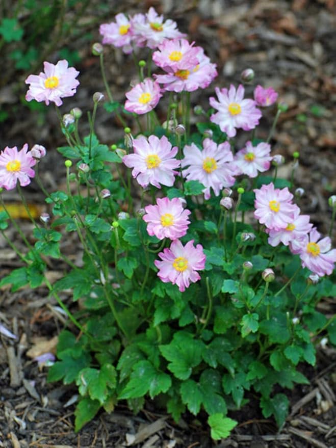 Perennial Farm Anemone x Hybrida Fantasy™ 'Pocahontas' – Live Windflower in #1 Container, Semi-Double Pink Blooms, Compact, Long Blooming, Deer Resistant, Ideal for Borders & Pollinator Gardens