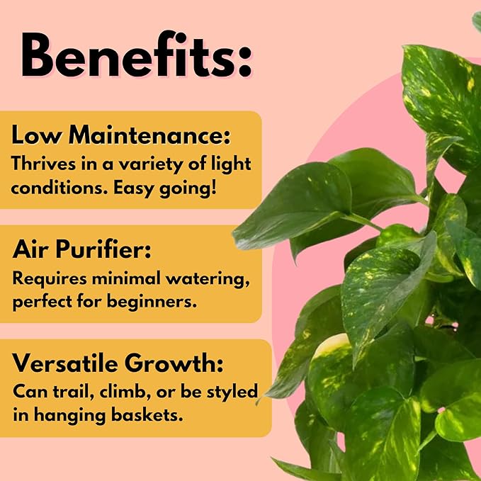 United Nursery Golden Pothos Totem – 10-Inch Pot – 38–42” Tall – Indoor Climbing Houseplant with Heart-Shaped Variegated Leaves – Easy-Care, Air-Purifying Tropical Plant for Home or Office Decor