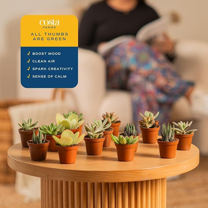 Costa Farms Succulents (100 Pack), Live Mini Succulent Plants, Grower's Choice Live Houseplants, Potted in Nursery Plant Pots, Potting Soil, Gift for Bulk Baby Shower, Bridal Shower, DIY Room Decor