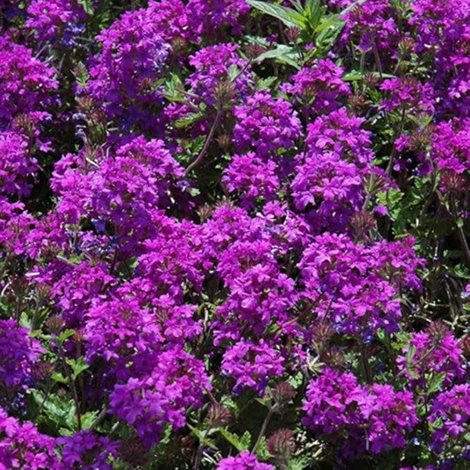 Verbena Live Plant, Trailing Verbena Plants for Planting Outdoor, Perennial Ground Cover Flowers 4 Inch Pot (Dark Purple)