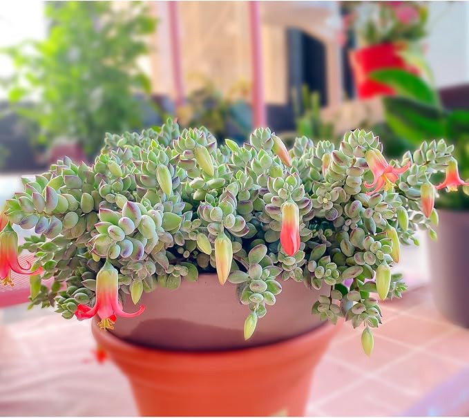 4" Cotyledon Pendens in White Stripe Pot, Live Succulent Rare House Plant for Home Office Wedding Indoor Outdoor Decoration, DIY Projects, Party Favor