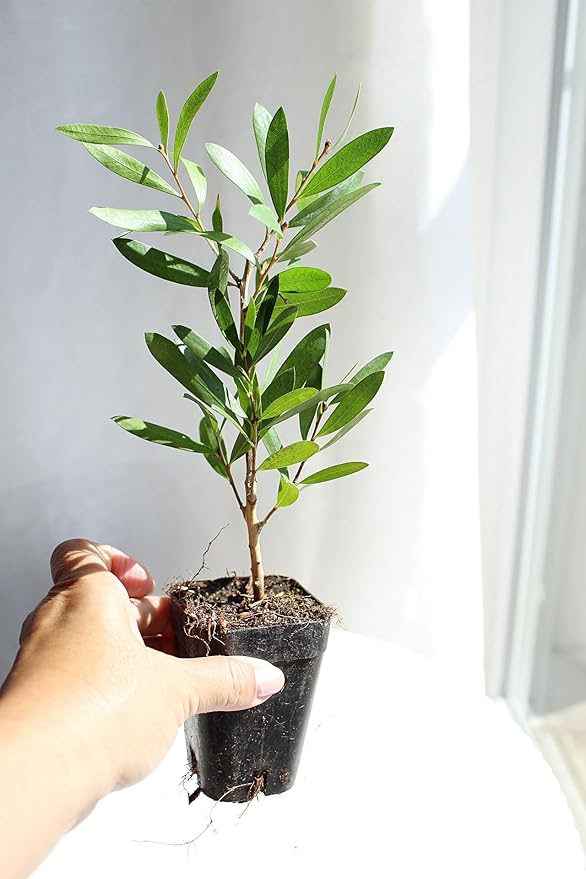 Generic Purple Bottlebrush Starter Plant Callistemon Citrinus Jeffersii Starter Plant Shrub Pink Floral Live Plant Landscape Outdoor Garden Plant