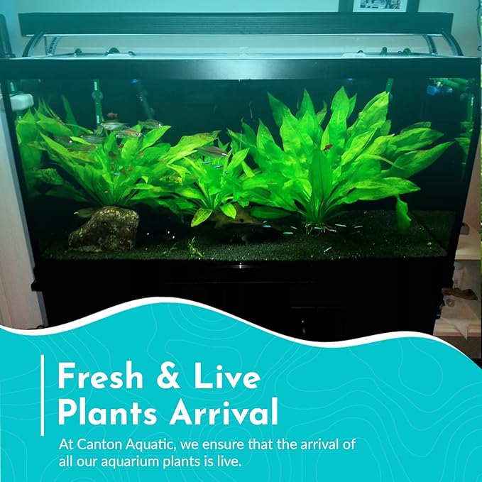 Live Aquarium Amazon Sword Echinodorus Bleheri Plant - Natural Cleaning Filter for Water - Long Lasting & Easy to Maintain Aquatic Plants - Suitable for Winter & Summer - Small