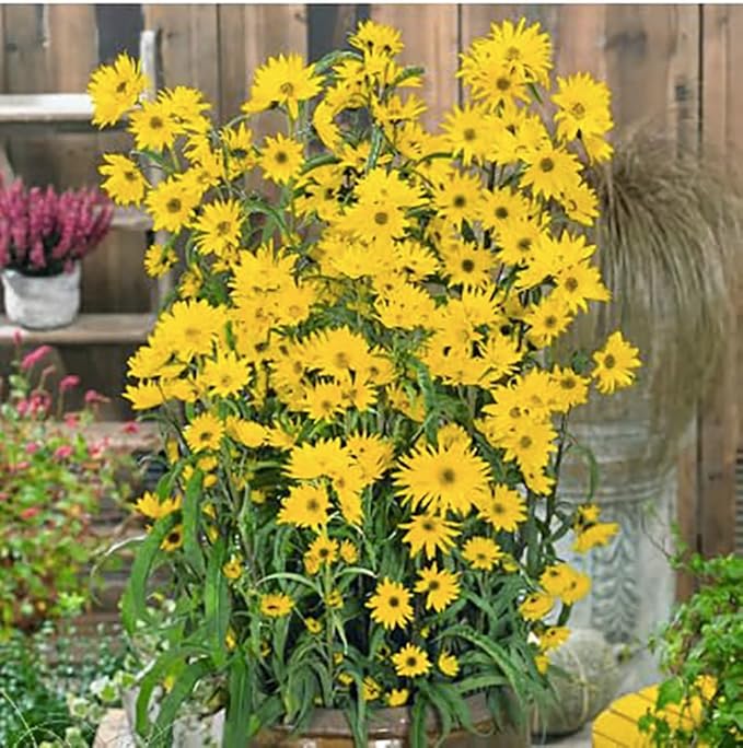 Maximilian Sunflower Seeds - Attracts Bees and Butterflies - Perennial Sunflower Native to North America, Approximtely 600 Seeds (Pack of 2)