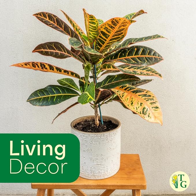 Thorsen's Greenhouse Live Petra Croton Plant, Codiaeum Variegatum, Colorful Foliage, Live Indoor Houselant (Blush, 4-inch Pot)