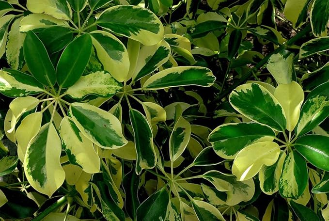 American Plant Exchange Variegated Schefflera Arboricola – 10-Inch Pot – Live Umbrella Plant with Colorful Foliage, Easy Care Shrub for Home, Office, or Garden Decor
