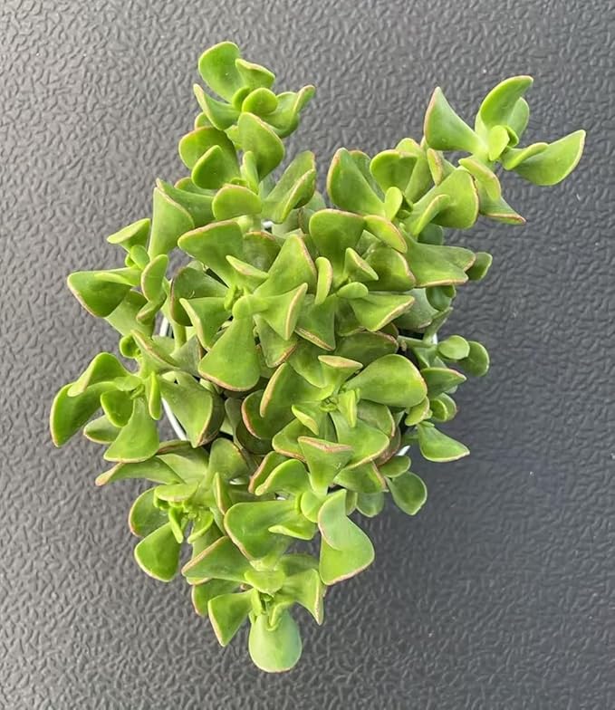 Dwarf Jade with Vintage Metal Pot, Live Crassula Ovata Crosby's Compact, Rare Cute Succulent Plant in 4" Planter, Home Office Décor