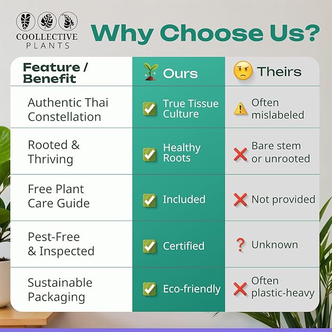 CoollectivePlants Monstera Thai Constellation – Live Plant in 2″ Grower’s Pot, Thai Constellation Monstera Live Plant, Easy Indoor House Plant