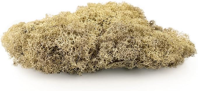GARDENERA Premium Preserved Reindeer Moss for Potted Plants, Terrariums, Fairy Gardens, Arts and Crafts or Floral Decor Design in Natural (4 Quart Bag)