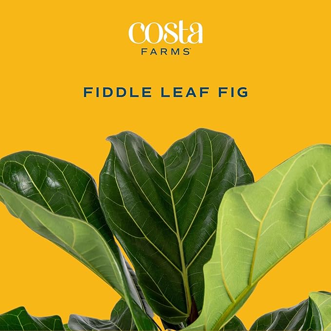 Costa Farms Fiddle Leaf Fig, Live Indoor Ficus Lyrata Floor Plant, Tropical Houseplant Potted in Nursery Planter, Housewarming, Birthday, Office and Living Room Decor, 2-3 Feet Tall