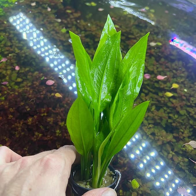 SubstrateSource Amazon Sword Echinodorus Bleheri Live Plant for Freshwater Aquariums, Natural Fish Tank Decorations, and Aquatic Decor (1 Pot (2-3 Plants))