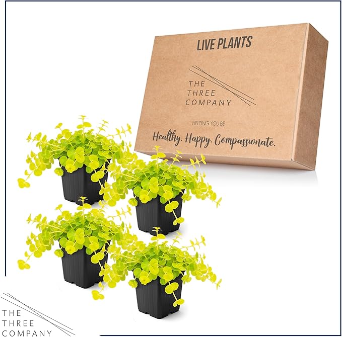 Creeping Jenny Live Plant (Lysimachia nummularia) - 4 Plants Per Pack - Healthy Trailing Perennial - Beautiful Accent Plant - 6" Tall by 4" Wide in 1 Pt Pot