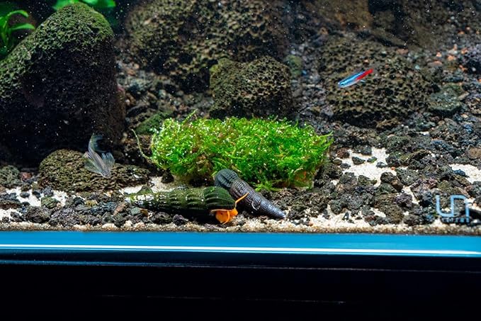 SubstrateSource Live Aquarium Plants on Driftwood, Lava Rock, Moss, Fiber Mat - Freshwater Fish Tanks - Easy, Beginner Friendly (Christmas Moss on Clay)