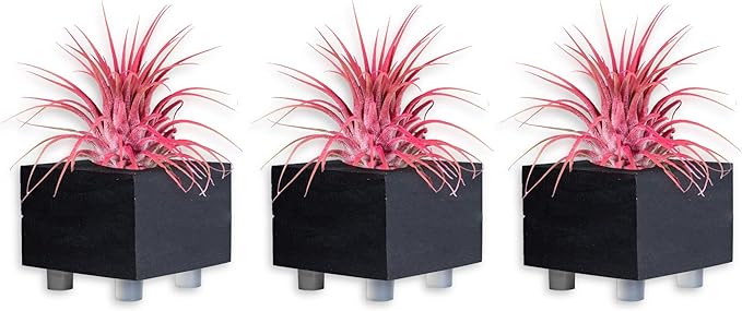 Air Plants - Tillandsia Ionantha - Organically Enhanced Color - Live Arrival Guaranteed - House Plants for Home Decor & Gift (Coral_Glow_3pk+3_Black Planters)