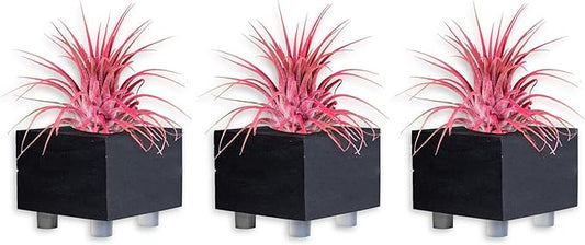 Air Plants - Tillandsia Ionantha - Organically Enhanced Color - Live Arrival Guaranteed - House Plants for Home Decor & Gift (Coral_Glow_3pk+3_Black Planters)