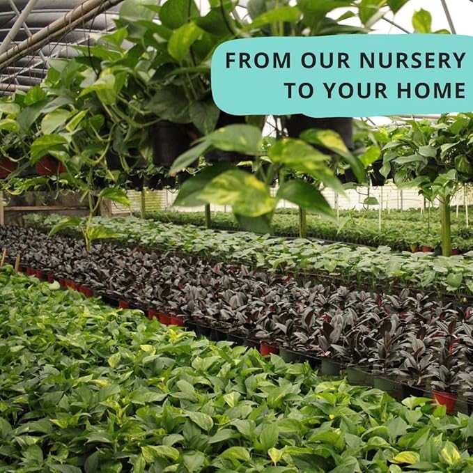 CoollectivePlants Philodendron Collection - Live Indoor Plants in 4" Growers Pot, Easy Care Houseplant, Rare Philodendron Plant Live for Home or Office Décor (12 Pack)