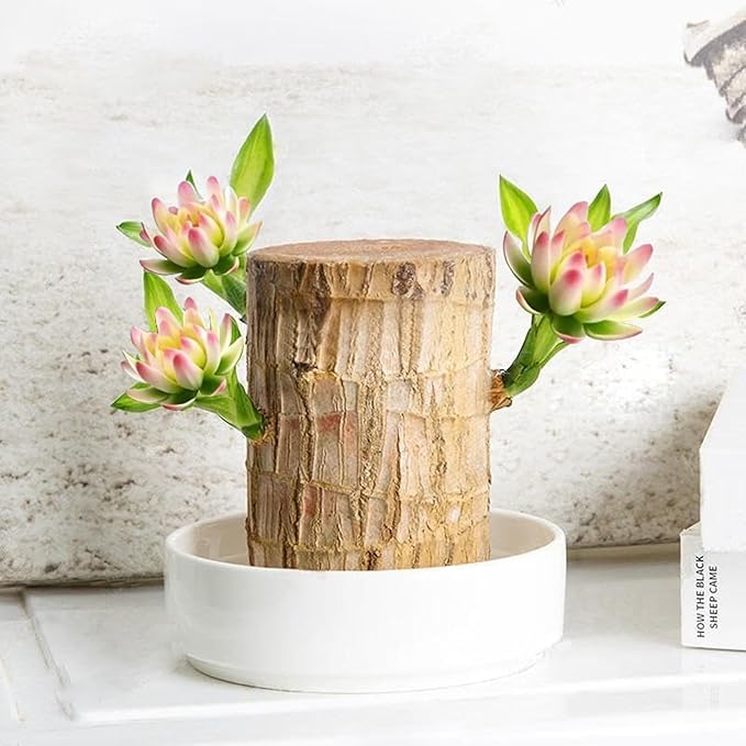 Brazilian Lucky Wood Plant Kit, Lucky Wood Doesn't Need to Wait to Sprout, Suitable for Home Office Desk Decor, Natural Air Cleaner (2E)