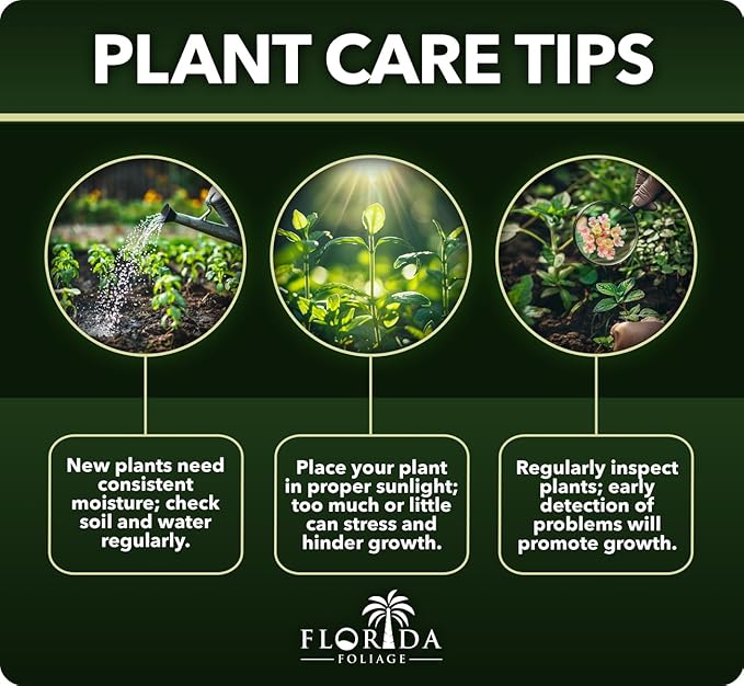 Dwarf Mondo Grass | 20 Live Plants | Ophiopogon Japonicus Nana | Lush Ground Cover | Shade Loving Low Maintenance Garden Solution | Ideal for Landscaping and Borders | Hardy and Evergreen