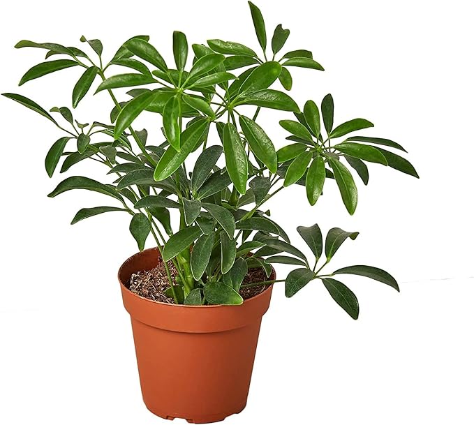 Gardenera Umbrella Plant Premium Potting Mix - Experience The Difference of Hand-Mixed Quality and Natural Ingredients - 4 Quart