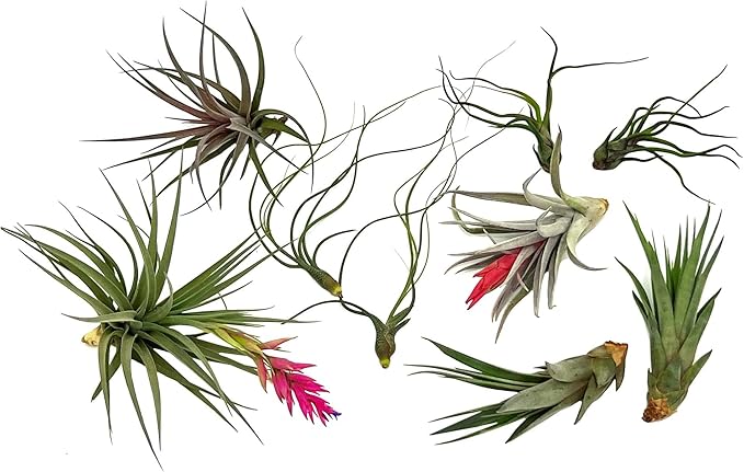 ragnaroc Air Plants - Loki Gift Box - 9ct - Live Arrival Guaranteed - House Plants for Home Decor & Gift