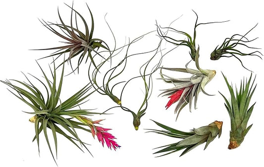 ragnaroc Air Plants - Loki Gift Box - 9ct - Live Arrival Guaranteed - House Plants for Home Decor & Gift