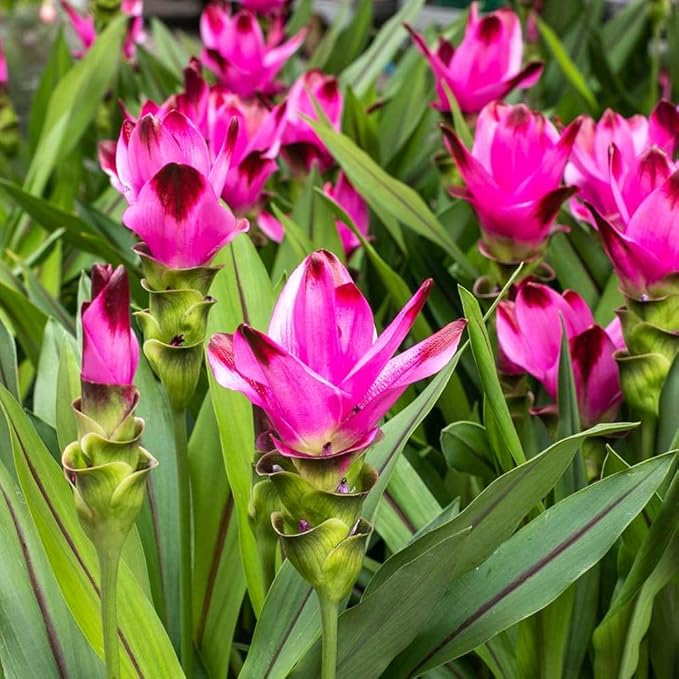 Premium Live Black Turmeric (Curcuma caesia) Plants - Rare Herbal Medicinal Plant, Perfect for Home Gardens (2 Black Turmeric Cups)