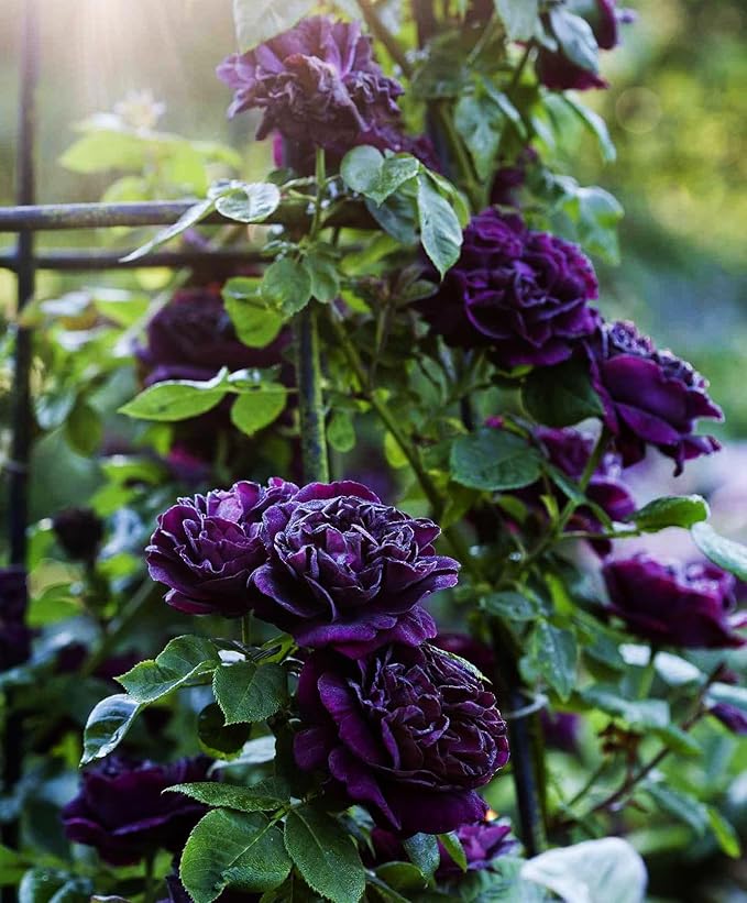 Hybrid Mixed Color Climbing Rose Rosa Bush Vine Climber Fragrant Butterfly Flower 100 Seeds Long-Blooming