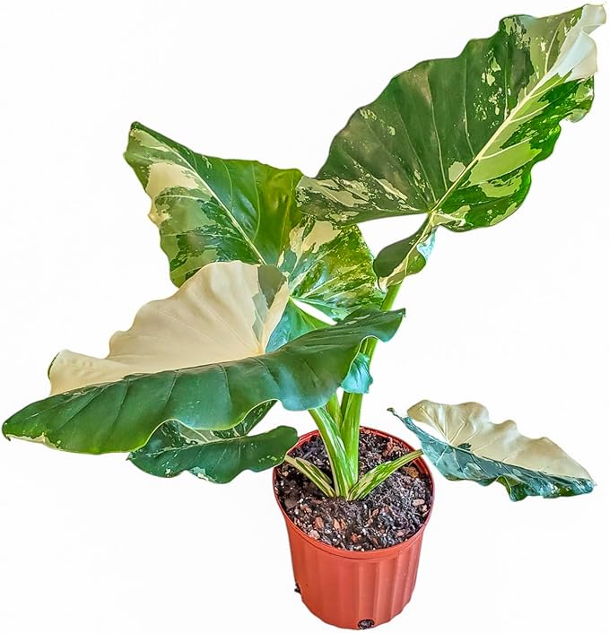 Tropical Plants of Florida Variegated Alocasia Macrorrhiza – 3 Gallon Live Plant, 30–36” Tall, Rare Variegated Elephant Ear (Alocasia Appaloosa Gold), Large Tropical Indoor/Outdoor Houseplant