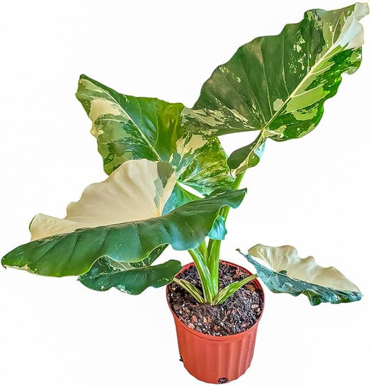 Tropical Plants of Florida Variegated Alocasia Macrorrhiza – 3 Gallon Live Plant, 30–36” Tall, Rare Variegated Elephant Ear (Alocasia Appaloosa Gold), Large Tropical Indoor/Outdoor Houseplant