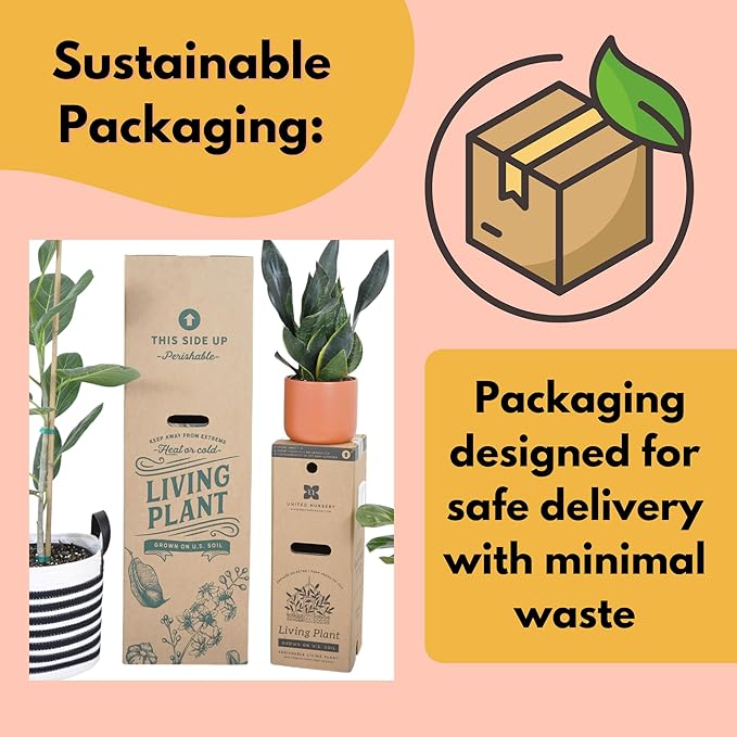 United Nursery White Bird of Paradise – Strelitzia Nicolai in 10” Grower Pot – 32–36 Inches Tall – Large Tropical Indoor Plant – Easy-Care Air-Purifying Floor Plant for Home or Office