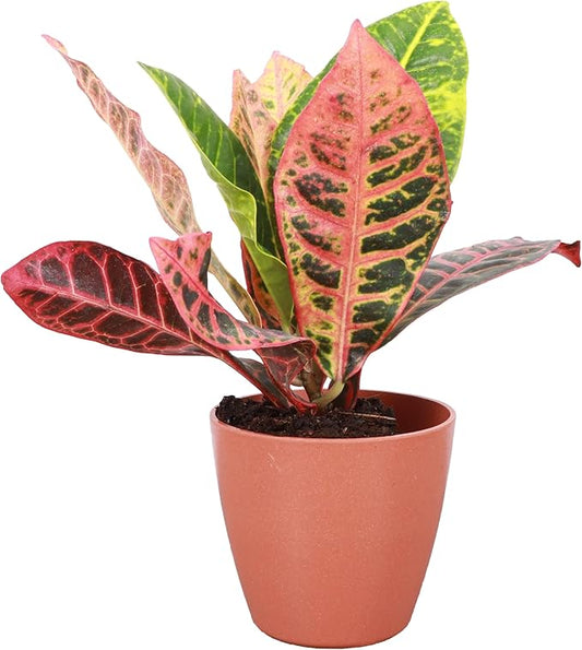 Thorsen's Greenhouse Live Petra Croton Plant, Codiaeum Variegatum, Colorful Foliage, Live Indoor Houselant (Terra Cotta, 4-inch Pot)
