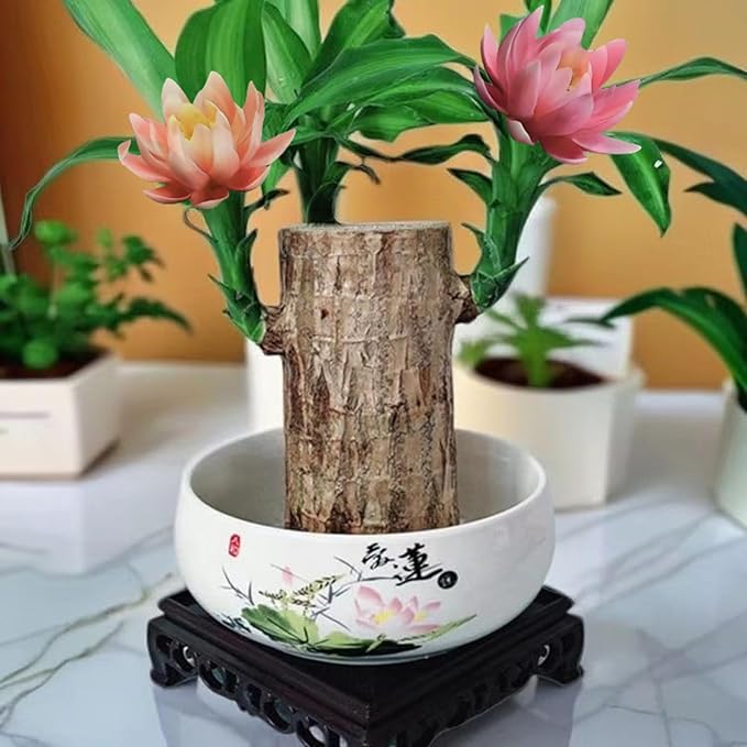 Brazilian Lucky Wood Kit with Monk, Grow Your Own Luck,Easy to Maintain Mini Brazil Woods for Indoor/Outdoor, Bedroom, Kitchen, Office Desk, Garden and Other Decorations (2F)