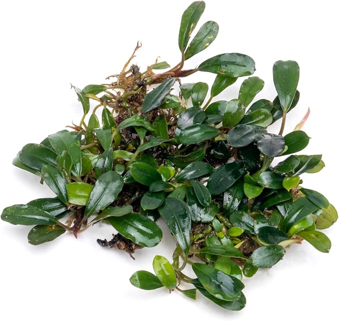 SubstrateSource Bucephalandra Black Tears Live Aquarium Plant - Natural Freshwater Fish Tank Decorations, Aquatic Décor - Small Clump (3-5 Plants)