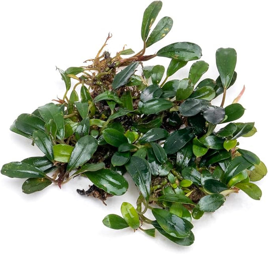 SubstrateSource Bucephalandra Black Tears Live Aquarium Plant - Natural Freshwater Fish Tank Decorations, Aquatic Décor - Small Clump (3-5 Plants)