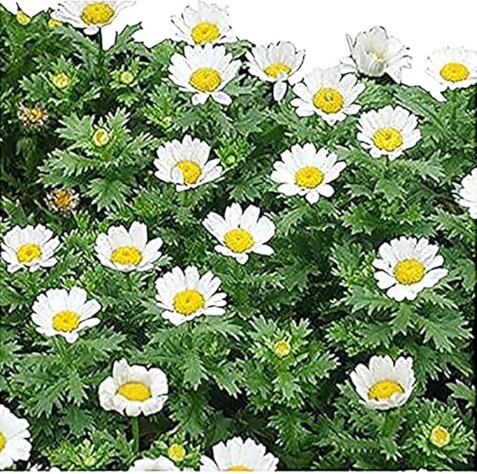6000 Creeping Daisy Seeds - Annual, Full Sun Daisy