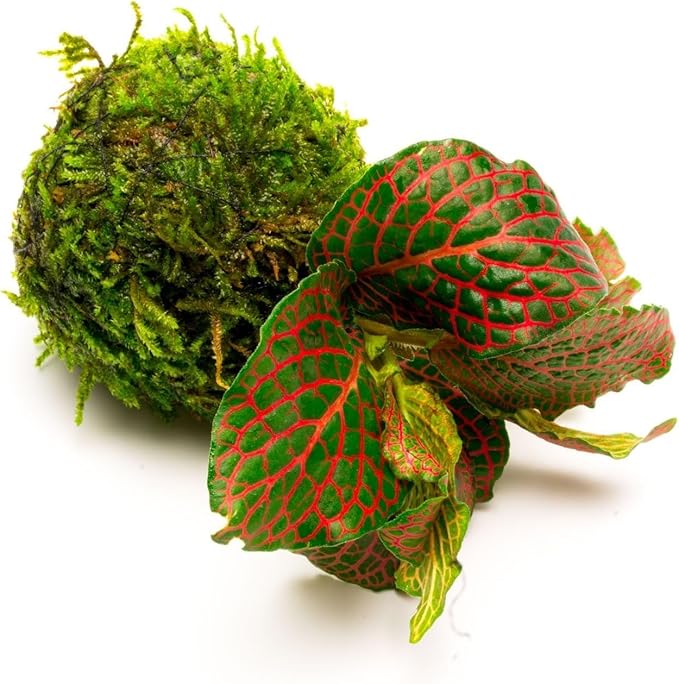 SubstrateSource Live Aquarium Plants on Driftwood, Lava Rock, Moss, Fiber Mat - Freshwater Fish Tanks - Easy, Beginner Friendly (Fittonia Albivenis On Clay Moss Ball)