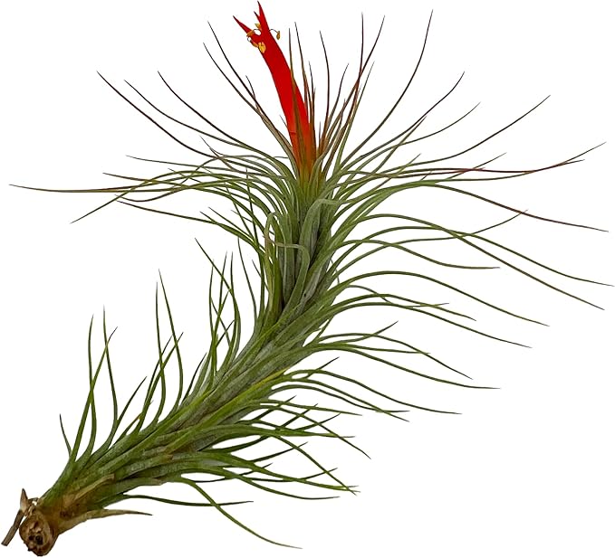 ragnaroc Air Plants - Elsker Gift Box - Large 4" - 5ct - Live Arrival Guaranteed - House Plants for Home Decor & Gift