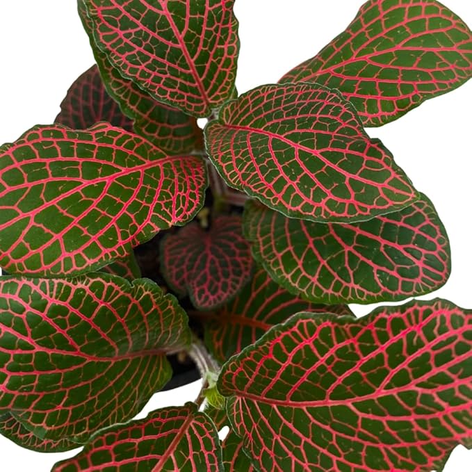 BubbleBlooms Red Fittonia Albivenis Nerve Plant in a 4 inch Pot Silver Net Leaf, Mosaic Jewel Creeping Indoor Plant verschaffeltii
