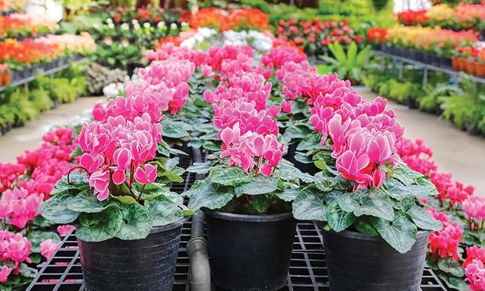 Gardenera Premium Cyclamen Potting Soil Mix - Perfect Balance of Nutrients, Drainage, and Aeration for Thriving Blooms - 4 Quart