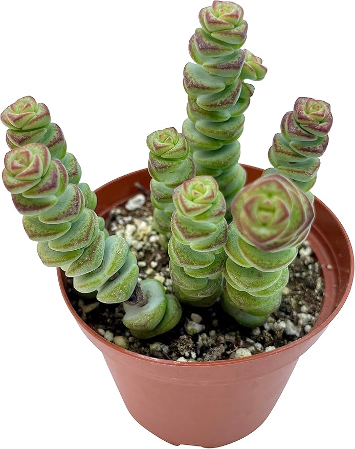 Live Succulent 4" Crassula Baby Necklace, Succulents Plants Live, Succulent Plants Fully Rooted, Hanging House Plant for Home Office Decoration, DIY Projects, Party Favor Gift by The Succulent Cult